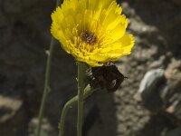 Hieracium staticifolium 3, Saxifraga-Jan van der Straaten