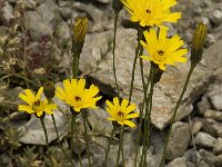 Hieracium staticifolium 9, Saxifraga-Willem van Kruijsbergen
