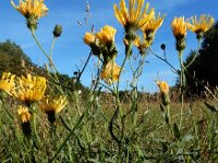Hieracium umbellatum 12, Schermhavikskruid, Saxifraga-Ed Stikvoort