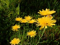 Hieracium umbellatum 13, Schermhavikskruid, Saxifraga-Ed Stikvoort