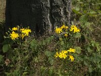 Hieracium umbellatum 17, Schermhavikskruid, Saxifraga-Jan van der Straaten