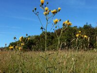 Hieracium umbellatum 27, Schermhavikskruid, Saxifraga-Ed Stikvoort