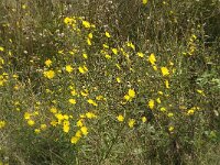 Hieracium umbellatum 3, Schermhavikskruid, Saxifraga-Jan van der Straaten