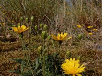 Hieracium umbellatum 30, Schermhavikskruid, Saxifraga-Ed Stikvoort