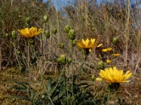 Hieracium umbellatum 35, Schermhavikskruid, Saxifraga-Ed Stikvoort