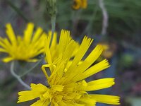 Schermhavikskruid Hieracium umbellatum