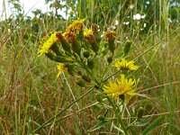 Hieracium umbellatum 49, Schermhavikskruid, Saxifraga-Hans Grotenhuis