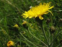 Hieracium umbellatum 5, Schermhavikskruid, Saxifraga-Rutger Barendse