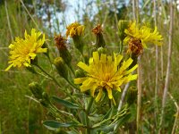 Hieracium umbellatum 50, Schermhavikskruid, Saxifraga-Hans Grotenhuis