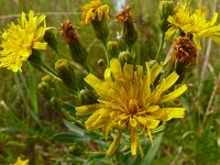 Hieracium umbellatum 51, Schermhavikskruid, Saxifraga-Hans Grotenhuis