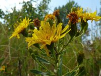 Hieracium umbellatum 52, Schermhavikskruid, Saxifraga-Hans Grotenhuis