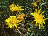 Hieracium umbellatum 53, Schermhavikskruid, Saxifraga-Hans Grotenhuis