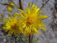 Hieracium umbellatum 54, Schermhavikskruid, Saxifraga-Hans Grotenhuis