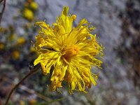 Hieracium umbellatum 55, Schermhavikskruid, Saxifraga-Hans Grotenhuis