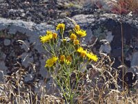 Hieracium umbellatum 56, Schermhavikskruid, Saxifraga-Hans Grotenhuis