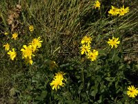 Hieracium umbellatum 6, Schermhavikskruid, Saxifraga-Jan van der Straaten