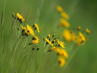 Hieracium umbellatum 7, Schermhavikskruid, Saxifraga-Rudmer Zwerver