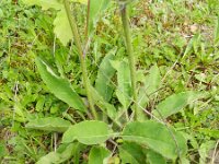 Hieracium vogesianum 2, Saxifraga-Rutger Barendse