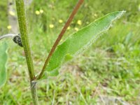 Hieracium vogesianum 3, Saxifraga-Rutger Barendse