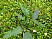 Hieracium vulgatum 2, Dicht havikskruid, Saxifraga-Rutger Barendse