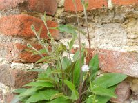 Hieracium vulgatum 3, Dicht havikskruid, Saxifraga-Rutger Barendse