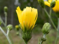 Hieracium vulgatum 5, Dicht havikskruid, Saxifraga-Rutger Barendse