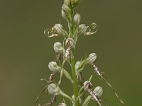 "Bokkenorchis", Himanthoglossum adriaticum : Bloem, Flora, Orchidee, Roze