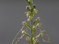 "Bokkenorchis", Himanthoglossum adriaticum : Bloem, Flora, Orchidee, Roze