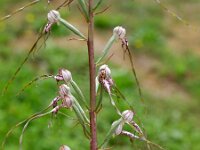 Himantoglossum adriaticum 6, Saxifraga-Hans Dekker