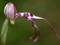 Himantoglossum adriaticum 7, Saxifraga-Hans Dekker