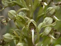 Himantoglossum hircinum 1, Bokkenorchis, Saxifraga-Marijke Verhagen