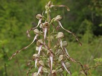 Himantoglossum hircinum 35, Bokkenorchis, Saxifraga-Jeroen Willemsen