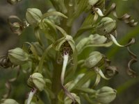 Himantoglossum hircinum 4, Bokkenorchis, Saxifraga-Marijke Verhagen