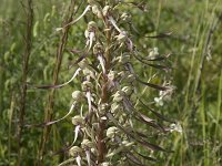 Himantoglossum hircinum 45, Bokkenorchis, Saxifraga-Willem van Kruijsbergen