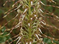 Himantoglossum hircinum 60, Bokkenorchis, Saxifraga-Harry Jans