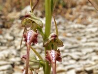 Himantoglossum montis-tauri 2, Saxifraga-Hans Dekker