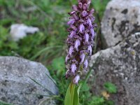Himantoglossum robertianum 42, Saxifraga-Harry Jans
