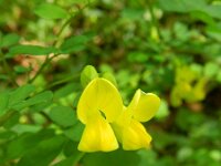 Hippocepis emerus 9, Struikpaardenhoefklaver, Saxifraga-Rutger Barendse