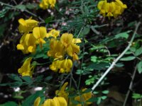 Hippocrepis emerus 11, Struikpaardenhoefklaver, Saxifraga-Ed Stikvoort