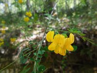 Hippocrepis emerus 12, Struikpaardenhoefklaver, Saxifraga-Ed Stikvoort