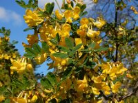 Hippocrepis emerus 14, Struikpaardenhoefklaver, Saxifraga-Ed Stikvoort