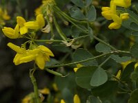 Hippocrepis emerus 17, Struikpaardenhoefklaver,  Saxifraga-Willem van Kruijsbergen