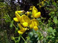 Hippocrepis emerus 21, Struikpaardenhoefklaver,  Saxifraga-Hans Grotenhuis