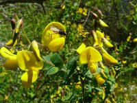 Hippocrepis emerus 23, Struikpaardenhoefklaver,  Saxifraga-Hans Grotenhuis