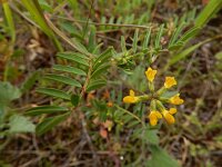 Hippocrepis multisiliquosa 2, Saxifraga-Ed Stikvoort : Faro