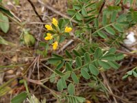 Hippocrepis multisiliquosa 3, Saxifraga-Ed Stikvoort : Faro