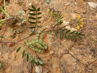 Hippocrepis multisiliquosa 4, Saxifraga-Ed Stikvoort : Faro