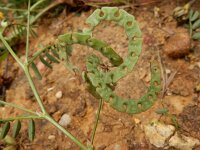 Hippocrepis multisiliquosa 5, Saxifraga-Ed Stikvoort : Faro