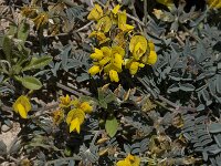 Hippocrepis nevadensis 4, Saxifraga-Willem van Kruijsbergen