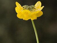 Hippocrepis scabra 4, Saxifraga-Jan van der Straaten